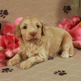 Hera - Cream female Aussiedoodle puppy in Colonial Beach, Virginia from Bristol Mine Kennels
