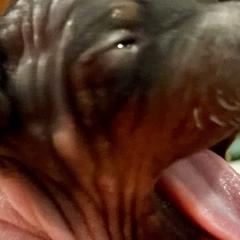 American Hairless Terriers from Strider’s American Hairless Terriers