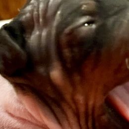 American Hairless Terriers from Strider’s American Hairless Terriers