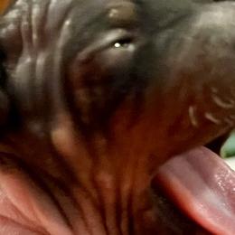 American Hairless Terriers from Strider’s American Hairless Terriers