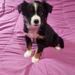 Jalen - Black tri female Miniature Australian Shepherd puppy in Garland, Texas from Dollie Farms