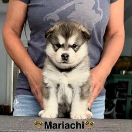 Girl 2 - female Alaskan Malamute puppy in Hastings, Michigan from Powerpaw Alaskan Malamutes