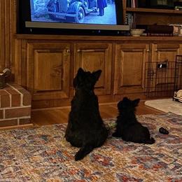 Scottish Terrier All Grown Up from Herron's Sandhills Scotties
