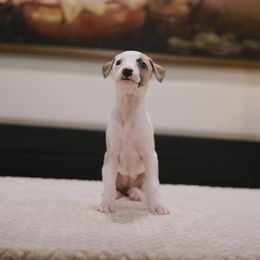 Summer - White and fawn female Whippet puppy in Atlanta, Georgia from Sinaj