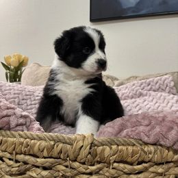 Australian Shepherd Puppies from Drummond Aussies