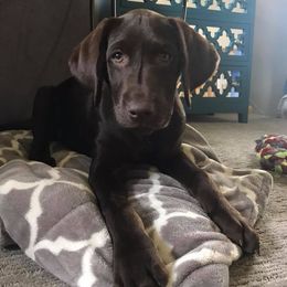 Labrador Retriever Puppies from Loving Loyal Labs