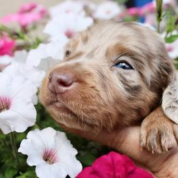 ARMANI Isabella tan boy long hair - Fawn (isabella) and tan male Dachshund puppy in Stockton, California from Wiggles & Wags Dachshund's