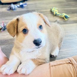 Pembroke Welsh Corgi Puppies from Anthem AZ Corgis