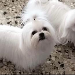 Casper - Maltese