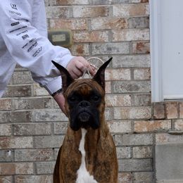 Boxer All Grown Up from Bluegrass Brawn Boxers