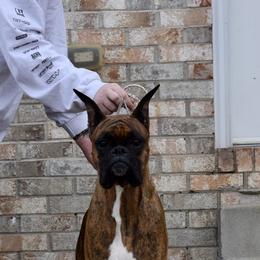 Boxer All Grown Up from Bluegrass Brawn Boxers