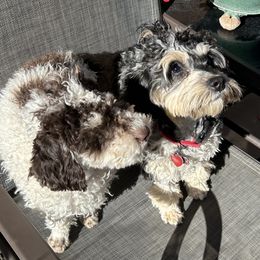 Cockapoo puppies from Saddle Mountain Doodles