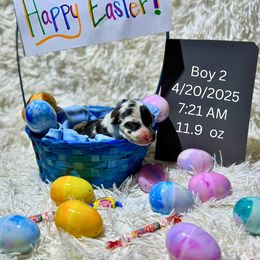 Arlo - Harlequin male Great Dane puppy in Tehachapi, California from Doxies and Danes