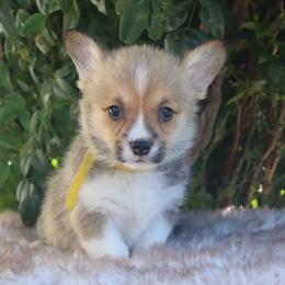 Yellow collar - Red female Pembroke Welsh Corgi puppy in Caliente, California from Rafter Cross 7