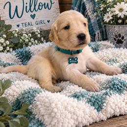 Teal - Golden female Golden Retriever puppy in Angier, North Carolina from Howard's Retrievers & Bernese
