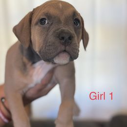 Girl 1 - American Bully puppy in Ocean City, Maryland from NV Kennels