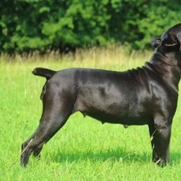 Cane Corso and Shetland Sheepdog All Grown Up from Redemption Kennels