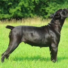 Cane Corso and Shetland Sheepdog All Grown Up from Redemption Kennels