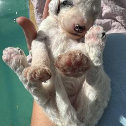 Red Girl - Brown and white female Sheepadoodle puppy in Kissimmee, Florida from Sunflower Family Farms