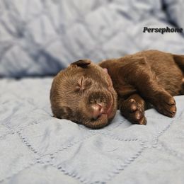 Labrador Retriever Puppies from Hicks Family Homestead