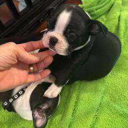 J. Male (gray) - Black and white male Boston Terrier puppy in Mc Donough, Georgia from Ballard Boston Terriers