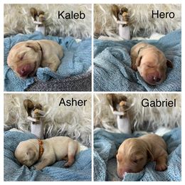 Dilute Retriever and Labrador Retriever Puppies from Jungle Lake Labradors