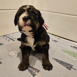 Dark Pink - Sable female Bernedoodle puppy in Shelby, North Carolina from Forever Grateful Doodles