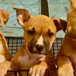 Orchid - Blue fawn female American Staffordshire Terrier puppy in Monroe, Georgia from Irresistibull Staffords