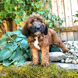 Saint Berdoodle Puppies from PNW Saint Berdoodles