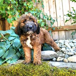 Saint Berdoodle Puppies from PNW Saint Berdoodles