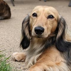 Duncan  - Dachshund
