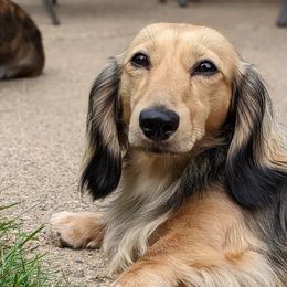 Duncan  - Dachshund