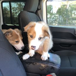 Border Collie Puppies from Burke BC’s