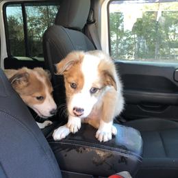 Border Collie Puppies from Burke BC’s