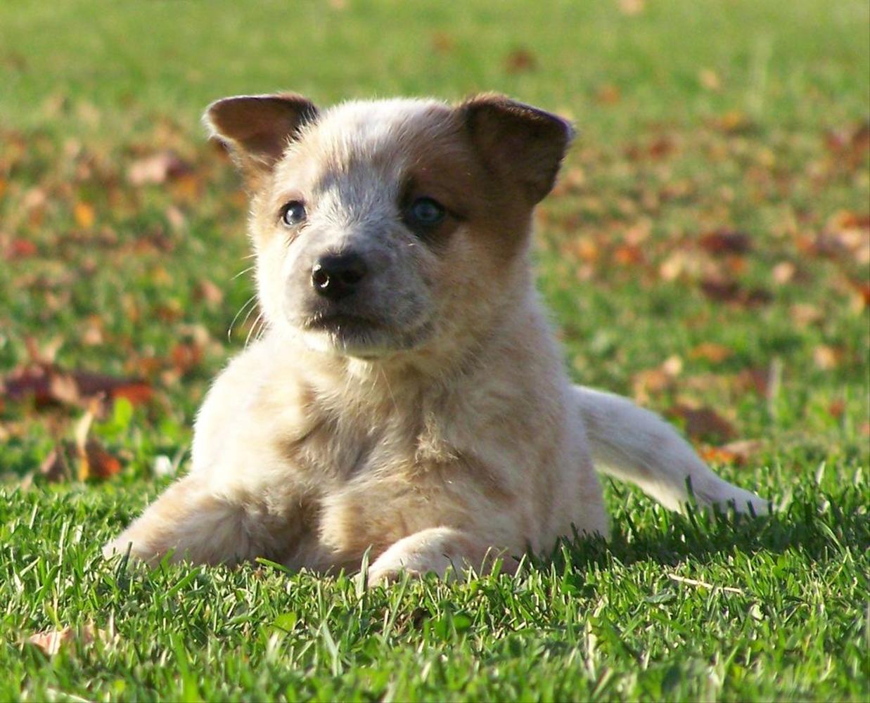 Dog for adoption - Jersey, an Australian Cattle Dog / Blue Heeler in  Peoria, IL