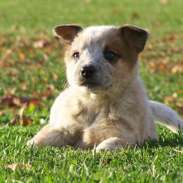 Australian Cattle Dog Puppies from Americana Farm