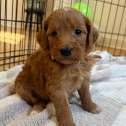 Crème collar - Apricot female Goldendoodle puppy in Ridgewood, New Jersey from Jessie’s Doodles