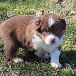 Raiden - Red tri-color male Australian Shepherd puppy in Kansas, Oklahoma from Windy G Farm