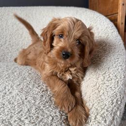 Trudie - Apricot female Goldendoodle puppy in Lowville, New York from Adirondack Goldendoodles