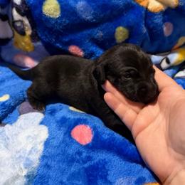 Queso - Black and white male Xoloitzcuintli puppy in Manitowoc, Wisconsin from Wonderland Kennel