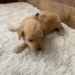 Biscuit - Apricot male Goldendoodle puppy in Haddam, Kansas from Golden B Acres