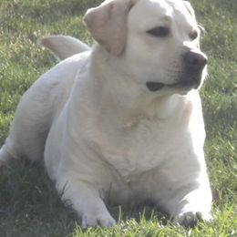 Labrador Retrievers from Pendragon Labradors