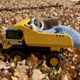 Orange collar - Black and tan male Pembroke Welsh Corgi puppy in Wheatland, California from Emerald Corgis