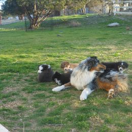 Australian Shepherd Puppies from Madalay Aussies