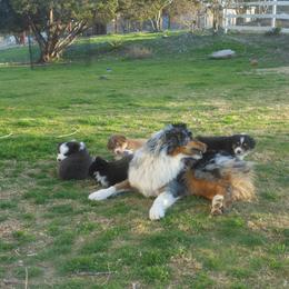 Australian Shepherd Puppies from Madalay Aussies