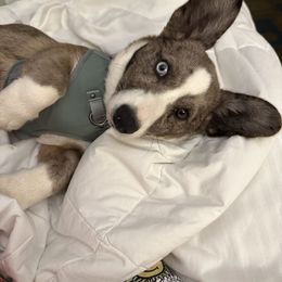 Nova - Cardigan Welsh Corgi