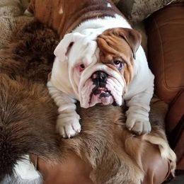 Bulldogs from Kelly M Sikes' Bulldogs