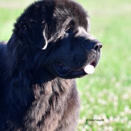 CH Johnson Farms Chevy Silverado - Gray male Newfoundland puppy in New York from Johnson Farms