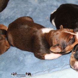Rat Terrier Puppies from River Ridge Rat Terriers