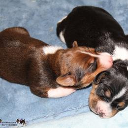 Rat Terrier Puppies from River Ridge Rat Terriers